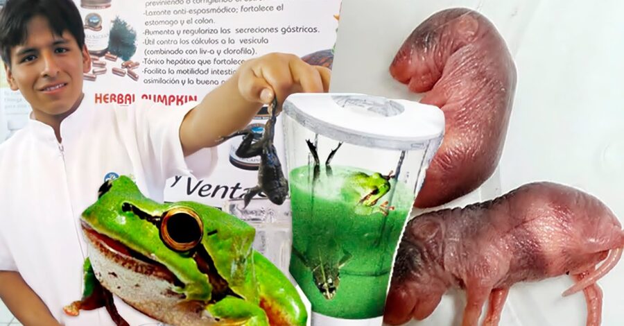 10 ALIMENTOS ESTRANHOS QUE VOCÊ NÃO GOSTARIA DE PROVAR