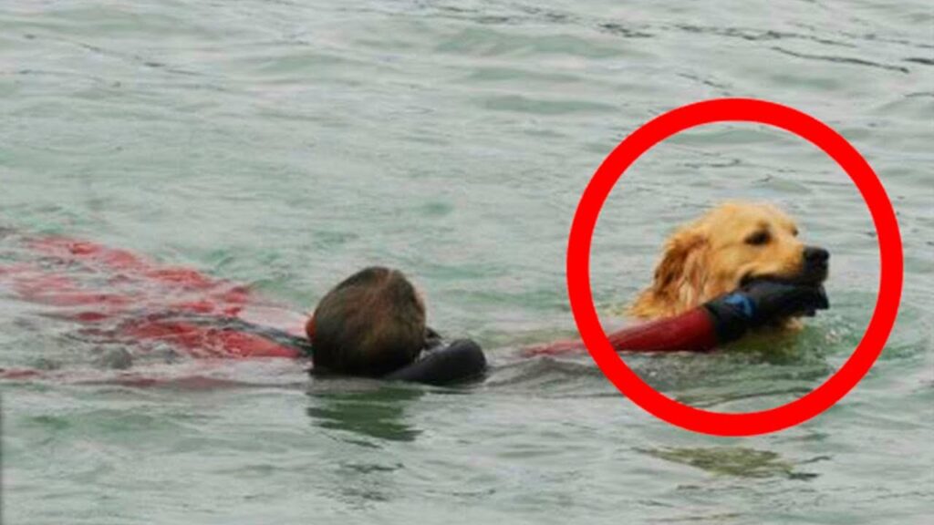 7 ANIMAIS QUE SALVARAM VIDAS