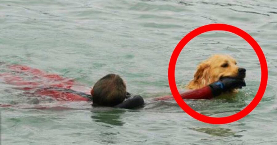 7 ANIMAIS QUE SALVARAM VIDAS